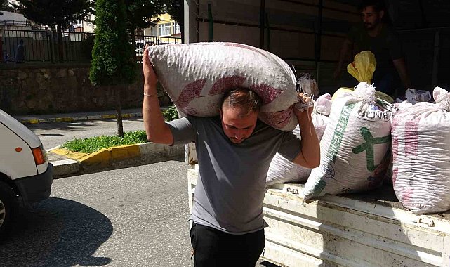 Giresun'da serbest piyasa fındık fiyatı, TMO'nun fiyatlarının üzerine çıktı
