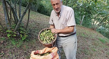Giresunlu fındık üreticisinin umudu serbest piyasa