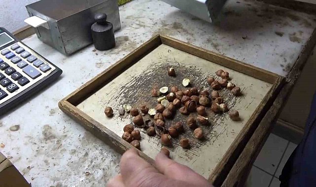 Giresunlu fındıkçıdan randımana göre fındık fiyatını hesaplayan yazılım