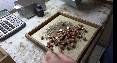 Giresunlu fındıkçıdan randımana göre fındık fiyatını hesaplayan yazılım