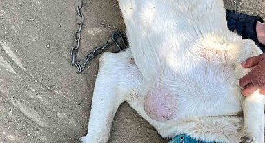 Göğsünde tümör bulunan köpek ameliyat edildi