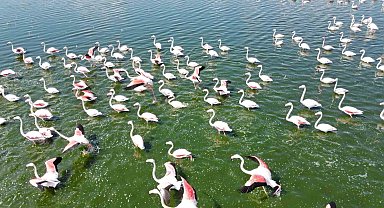 Gölde görüntülenen flamingolar görsel şölen oluşturdu