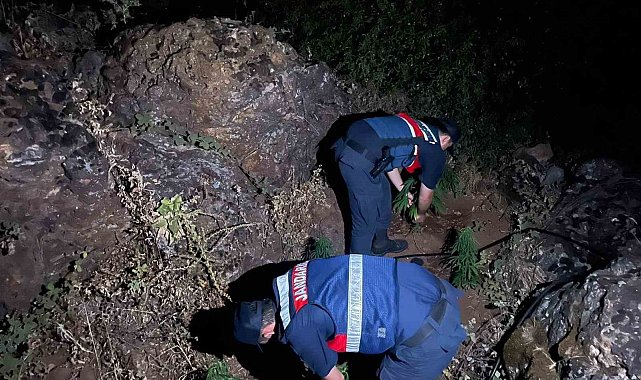 Gördes'te 167 kök Hint keneviri ele geçirildi