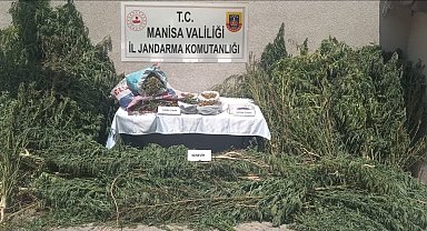 Gördes'te jandarmadan kenevir operasyonu