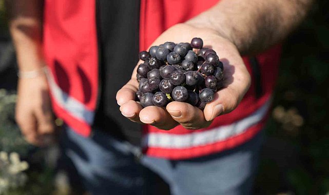 Gümüşhane'de 'süper meyve' aronya yüksek verime ulaştı