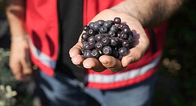Gümüşhane'de 'süper meyve' aronya yüksek verime ulaştı