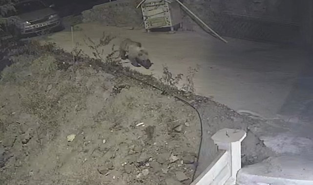 Gümüşhane'de ayı, kedilere bırakılan mama kabına dadandı
