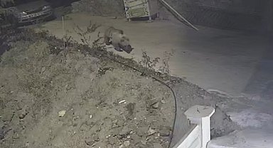 Gümüşhane'de ayı, kedilere bırakılan mama kabına dadandı