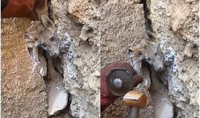 Hakkari'de iki kayanın arasına sıkışan tilkiyi orman işçileri kurtardı