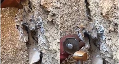 Hakkari'de iki kayanın arasına sıkışan tilkiyi orman işçileri kurtardı