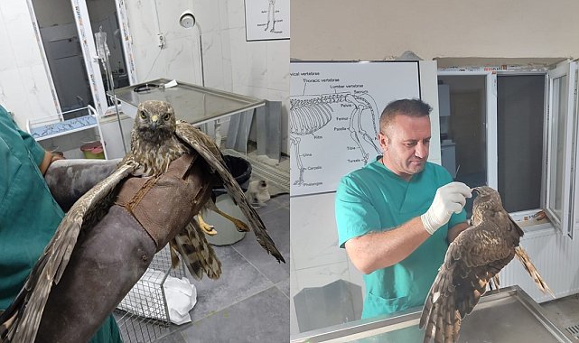 Hakkari'de tedavi edilen şahin tekrar doğaya bırakıldı