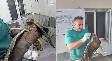 Hakkari'de tedavi edilen şahin tekrar doğaya bırakıldı