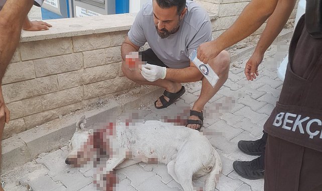 Hamile köpeğe tüfekle saldırı