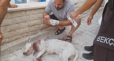 Hamile köpeğe tüfekle saldırı