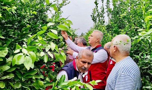 Hatay'da narenciye bahçeleri zararlı organizmalara karşı incelendi