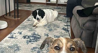 Hatay'dan Ankara'ya uzanan dostluk: Depremzede 2 köpek yeniden bir arada