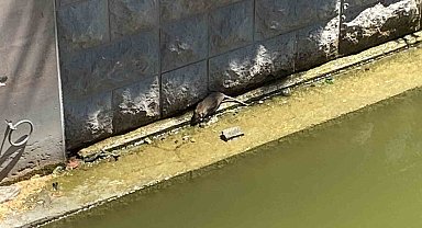 Havalar ısınınca fareler Porsuk Çayı'na geri döndü