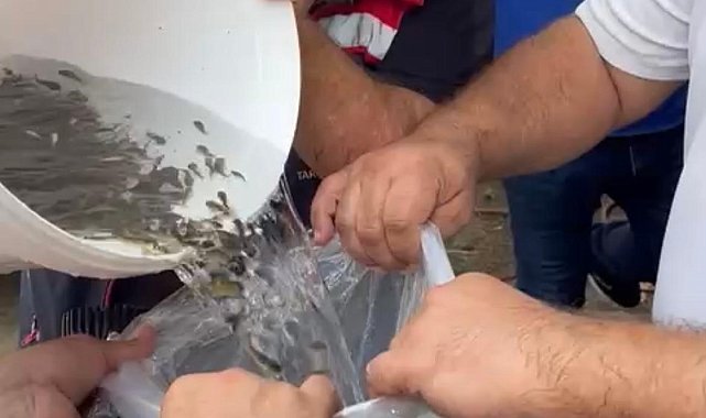 Hayrabolu'da göle 200 bin yavru sazan bırakıldı