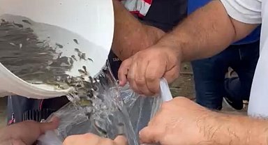 Hayrabolu'da göle 200 bin yavru sazan bırakıldı