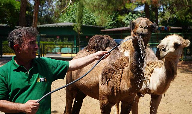 Hayvanlar sıcak havada buzlu kokteylle serinliyor