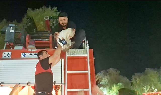 Hisarcık'ta ağaçta mahsur kalan kedi itfaiye ekipleri tarafından kurtarıldı