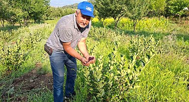 Hisarcıklı çiftçinin deneme amacıyla diktiği aronyalar ilk meyvelerini verdi