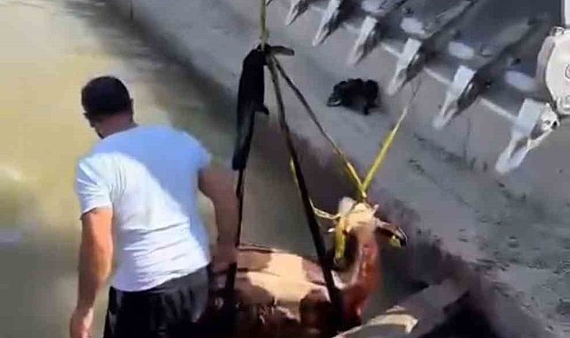 Iğdır'da kanala düşen inek kepçe ile kurtarıldı
