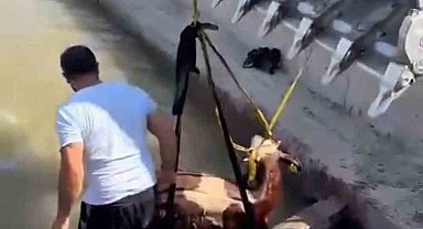 Iğdır'da kanala düşen inek kepçe ile kurtarıldı