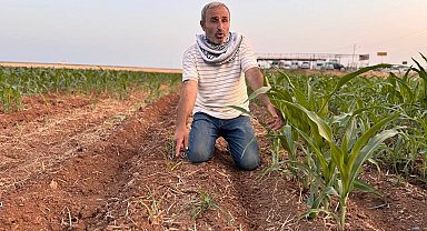 İki tohum arasındaki büyüme farkı çiftçiyi kızdırdı