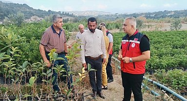İl Tarım Müdürü Türkmen, fidan üretim sahalarını inceledi