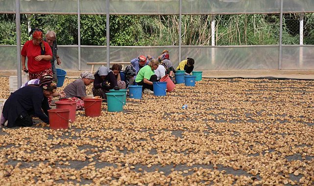 İncirlerini kurutmaya başlayan üreticilerin en büyük sıkıntısı hırsızlar