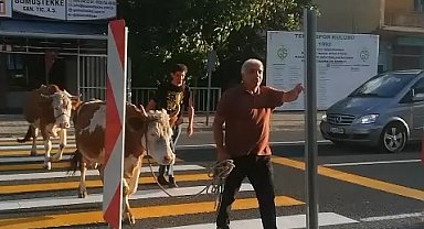 İnekler yaya geçidini kullandı, sahibi "Mecburen" dedi