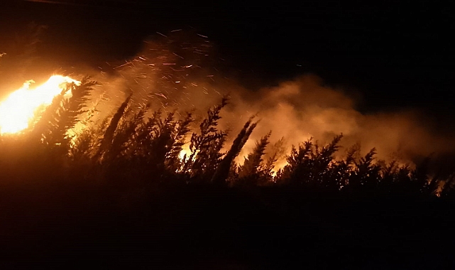 İzmir'de makilik ve ormanlık alanda yangın