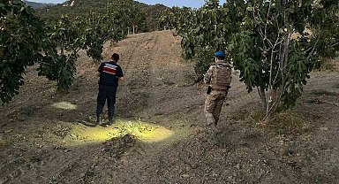 Jandarma incir hırsızlarına geçit vermiyor