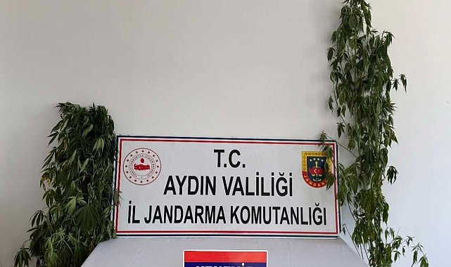 Jandarmadan uyuşturucu operasyonu: 12 şüpheli yakalandı