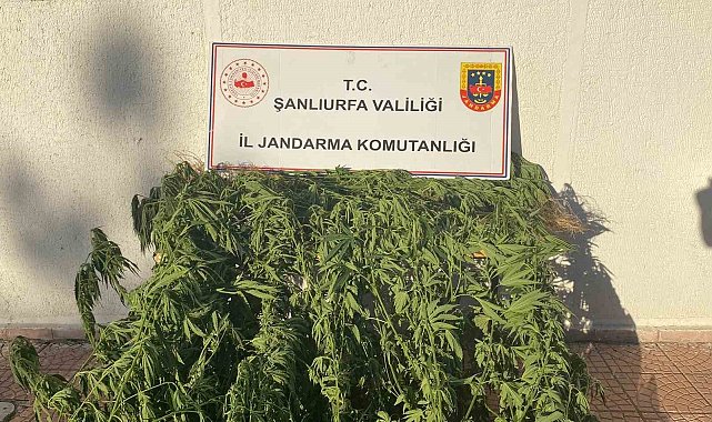 Jandarmadan uyuşturucu operasyonu