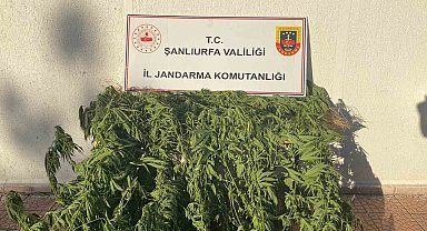 Jandarmadan uyuşturucu operasyonu