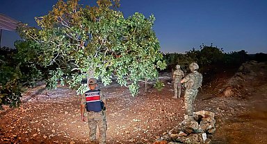 Jandarmanın fıstık nöbeti başladı