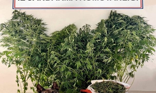 Jandarmanın uyuşturucu operasyonunda 24 kök kenevir, 2,5 kilo esrar ele geçirildi