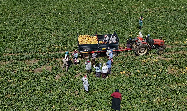 Kadın işçiler ekmek parasını topraktan çıkarıyor
