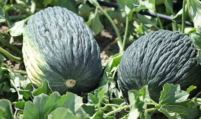 Kahramankazan kavunu için umutlar yeşerdi