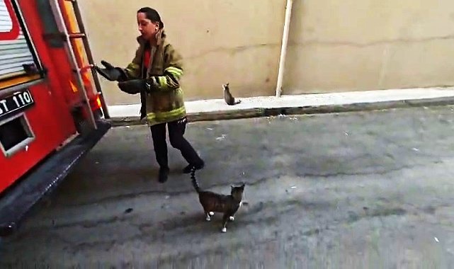 Karabük'te boş daire balkonunda mahsur kalan kedi kurtarıldı