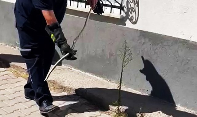 Karabük'te doğalgaz kutusuna giren yılan yakalandı