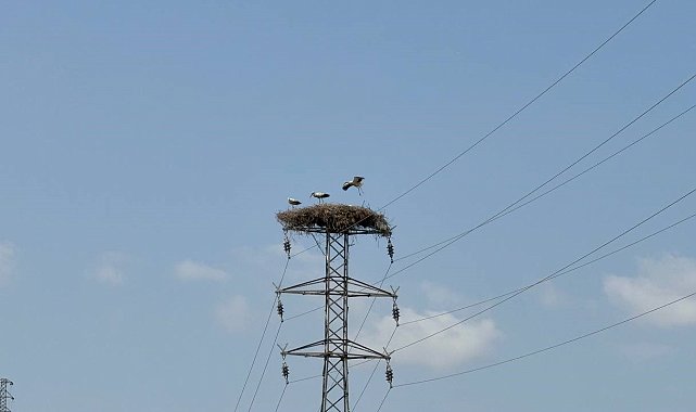 Karabük'te leylek sürüsü ve yuvaları dronla görüntülendi
