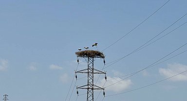 Karabük'te leylek sürüsü ve yuvaları dronla görüntülendi