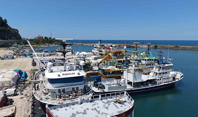 Karadeniz'de balıkçılar yeni av sezonundan umutlu: Palamut görüldü, hamsi bekleniyor