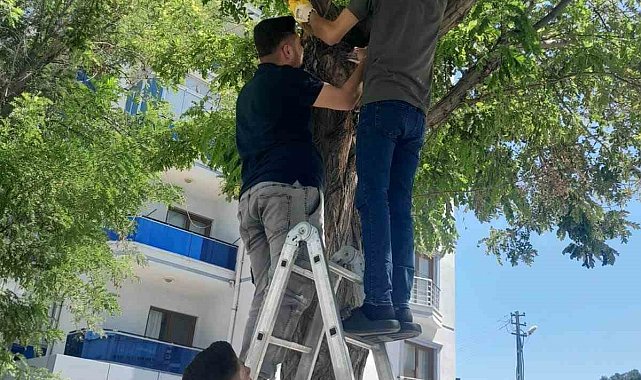 Karapınar'da esnafın kedi seferberliği