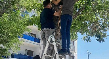 Karapınar'da esnafın kedi seferberliği