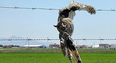 Karapınar'da tellerde yaralanan kulaklı orman baykuşu kurtarıldı