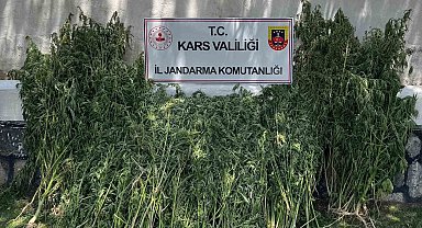Kars'ta 42 bin 658 kök kenevir ele geçirildi